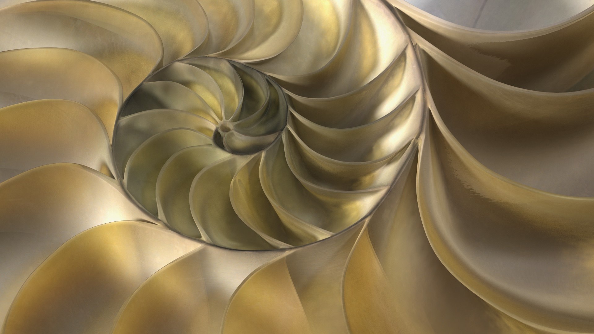 Nautilus Shell Slice model https://p.turbosquid.com/ts-thumb/da/X641wt/ca/nautilusshellslicemb3dmodel018/jpg/1648205014/1920x1080/fit_q87/969b107b1f23e8fd514237dcc2ca771ff4e89aa9/nautilusshellslicemb3dmodel018.jpg