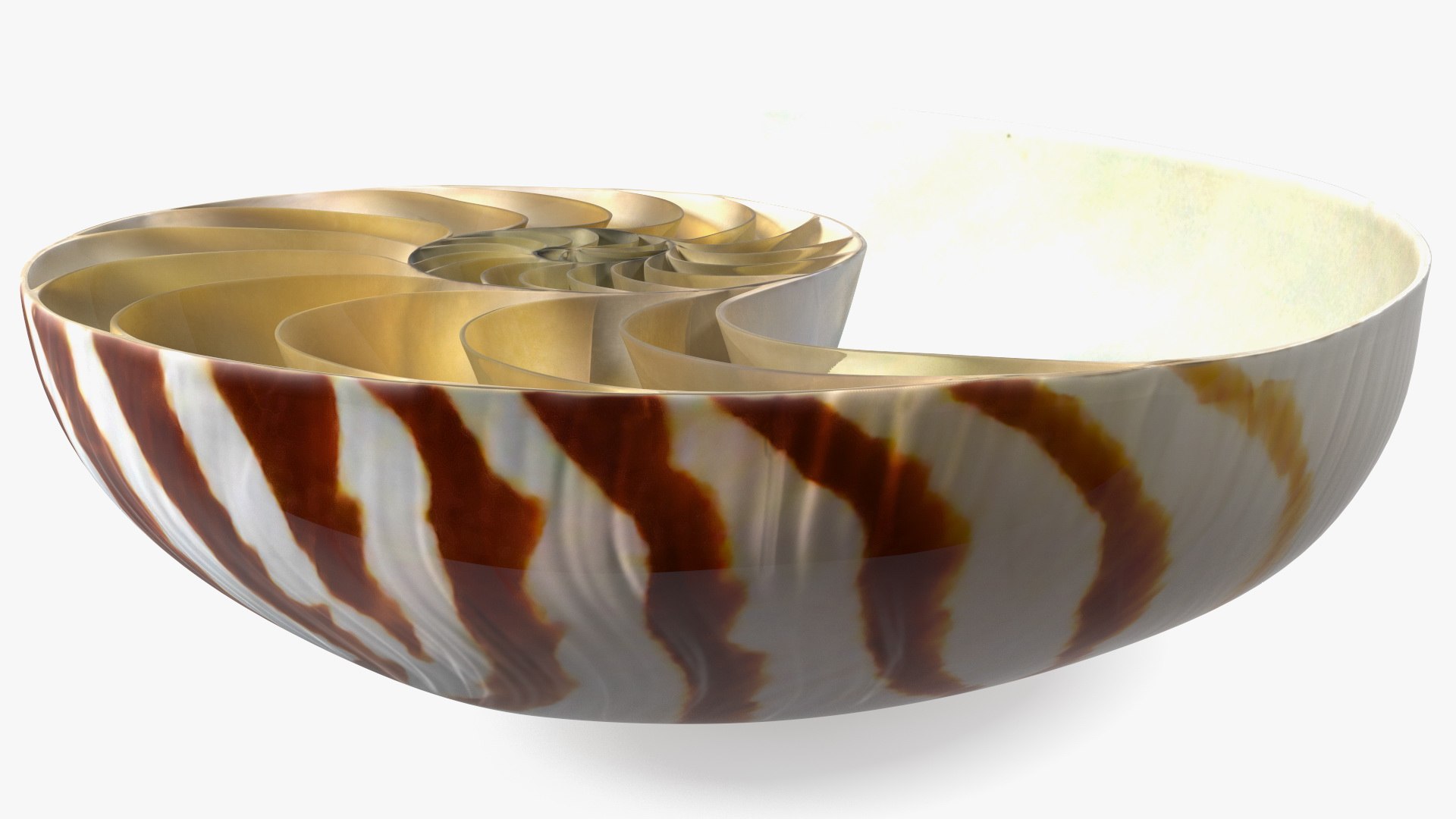 Nautilus Shell Slice model https://p.turbosquid.com/ts-thumb/da/X641wt/dq/nautilusshellslicemb3dmodel010/jpg/1648204995/1920x1080/fit_q87/6d8c6e8b3298a645b581ab64602c5894431ba9ac/nautilusshellslicemb3dmodel010.jpg
