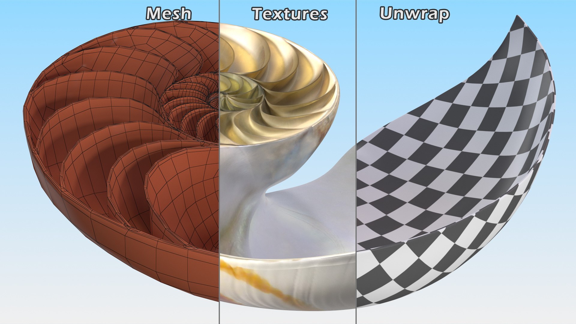 Nautilus Shell Slice model https://p.turbosquid.com/ts-thumb/da/X641wt/dr/nautilusshellslicemb3dmodel019/jpg/1648205017/1920x1080/fit_q87/90541498e866e8985f2e5aea55001f6920ea4aec/nautilusshellslicemb3dmodel019.jpg