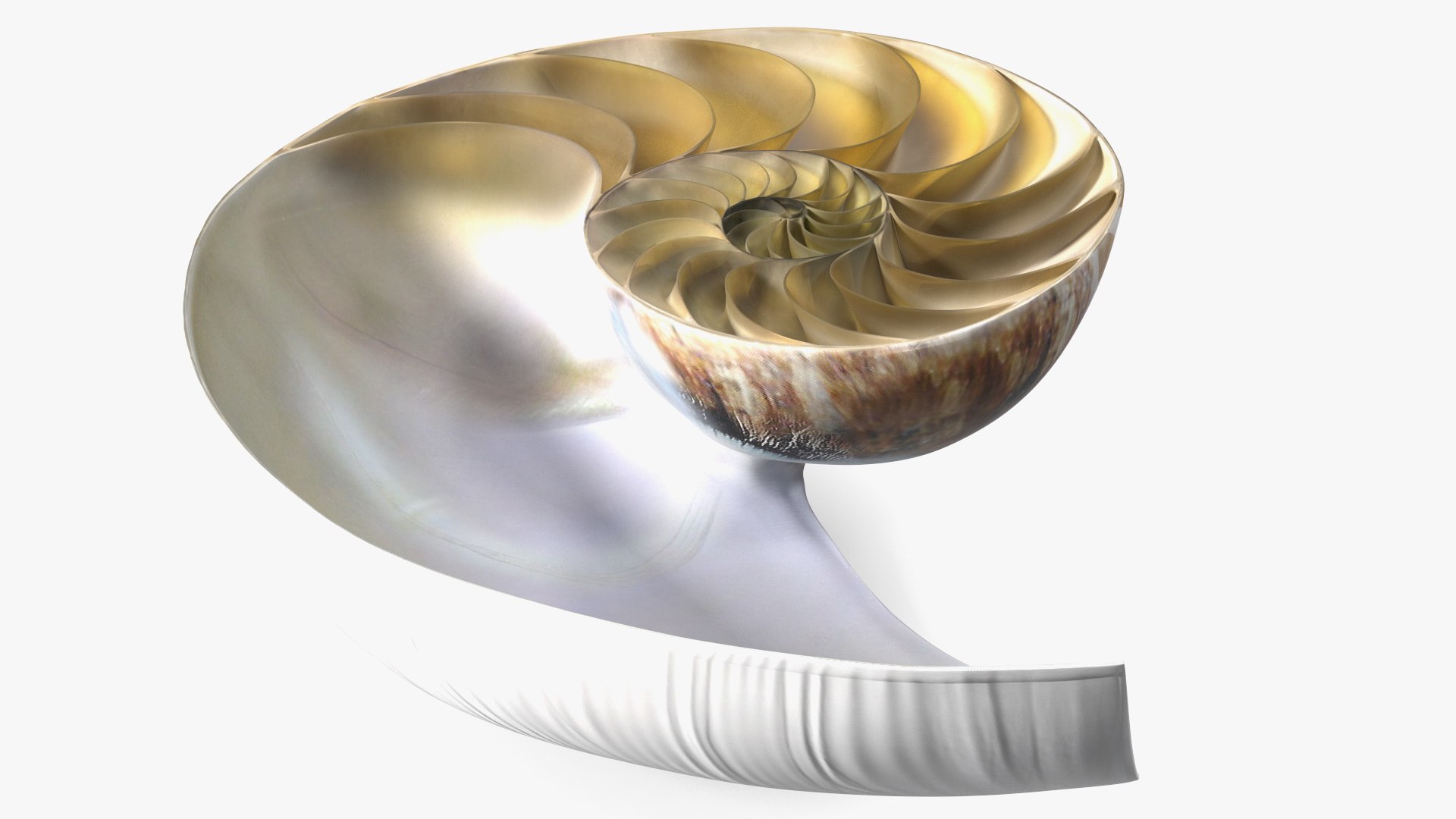 Nautilus Shell Slice model https://p.turbosquid.com/ts-thumb/da/X641wt/p3/nautilusshellslicemb3dmodel008/jpg/1648204990/1920x1080/fit_q87/b38fc92bf1d6f62b1ae3e5381305a2754601498d/nautilusshellslicemb3dmodel008.jpg