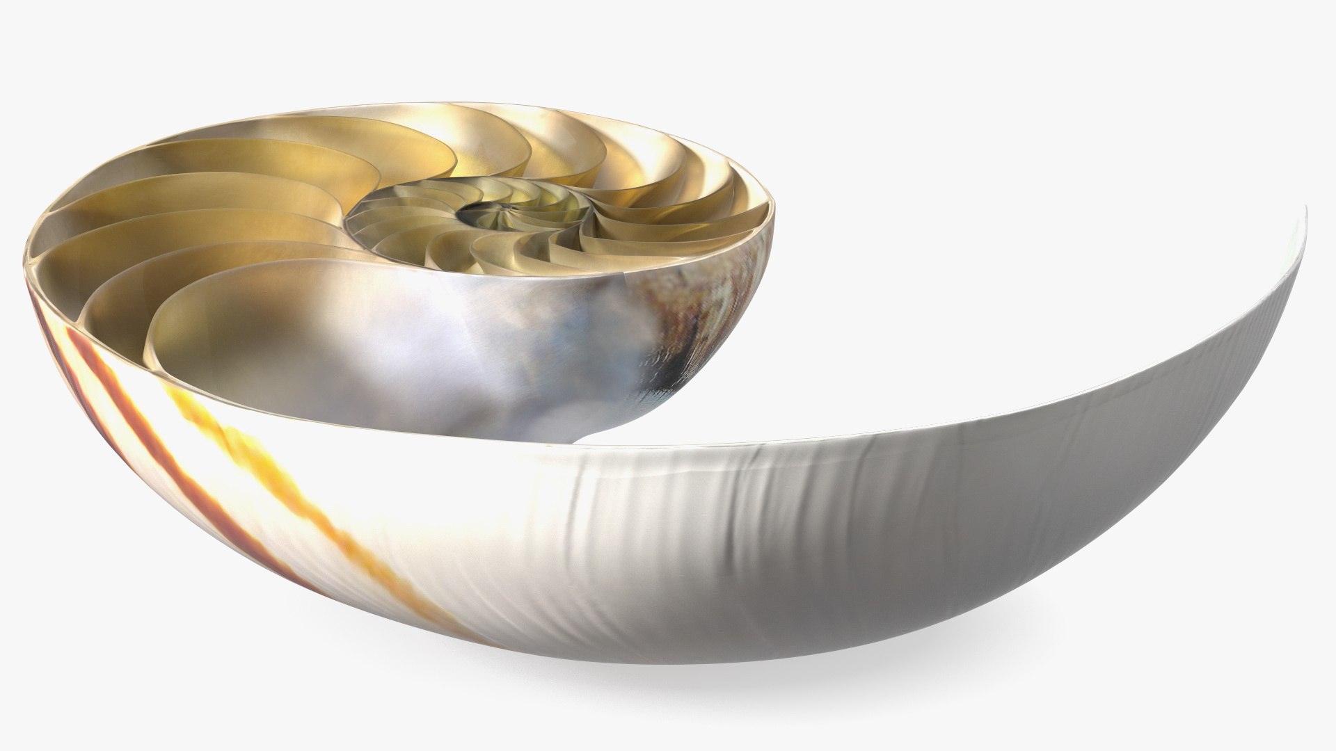 Nautilus Shell Slice model https://p.turbosquid.com/ts-thumb/da/X641wt/pD/nautilusshellslicemb3dmodel009/jpg/1648204993/1920x1080/fit_q87/57a04cb44f4e04a97ac30ef53180244bbd0a82c3/nautilusshellslicemb3dmodel009.jpg