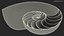 Nautilus Shell Slice