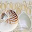 Nautilus Shell Slice
