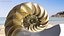 Nautilus Shell Slice