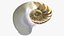 Nautilus Shell Slice