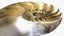 Nautilus Shell Slice