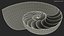 Nautilus Shell Slice