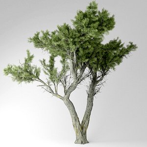 monterey cypress tree 3D