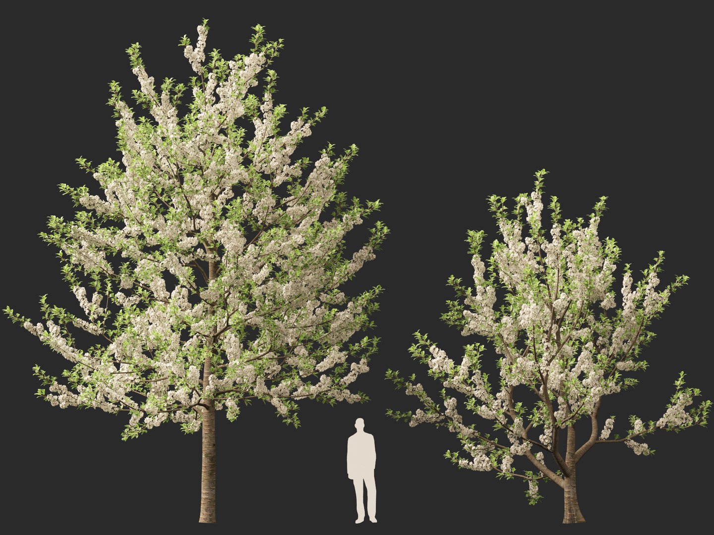 HighpolyLowPoly - Prunus avium - Sweet cherry 3D model https://p.turbosquid.com/ts-thumb/da/qLFRju/7f/prunusavium016/jpg/1782445503/1920x1080/fit_q87/f2b599c31a5c30055a30b5827e87e40105b2c041/prunusavium016.jpg