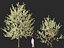 HighpolyLowPoly - Prunus avium - Sweet cherry