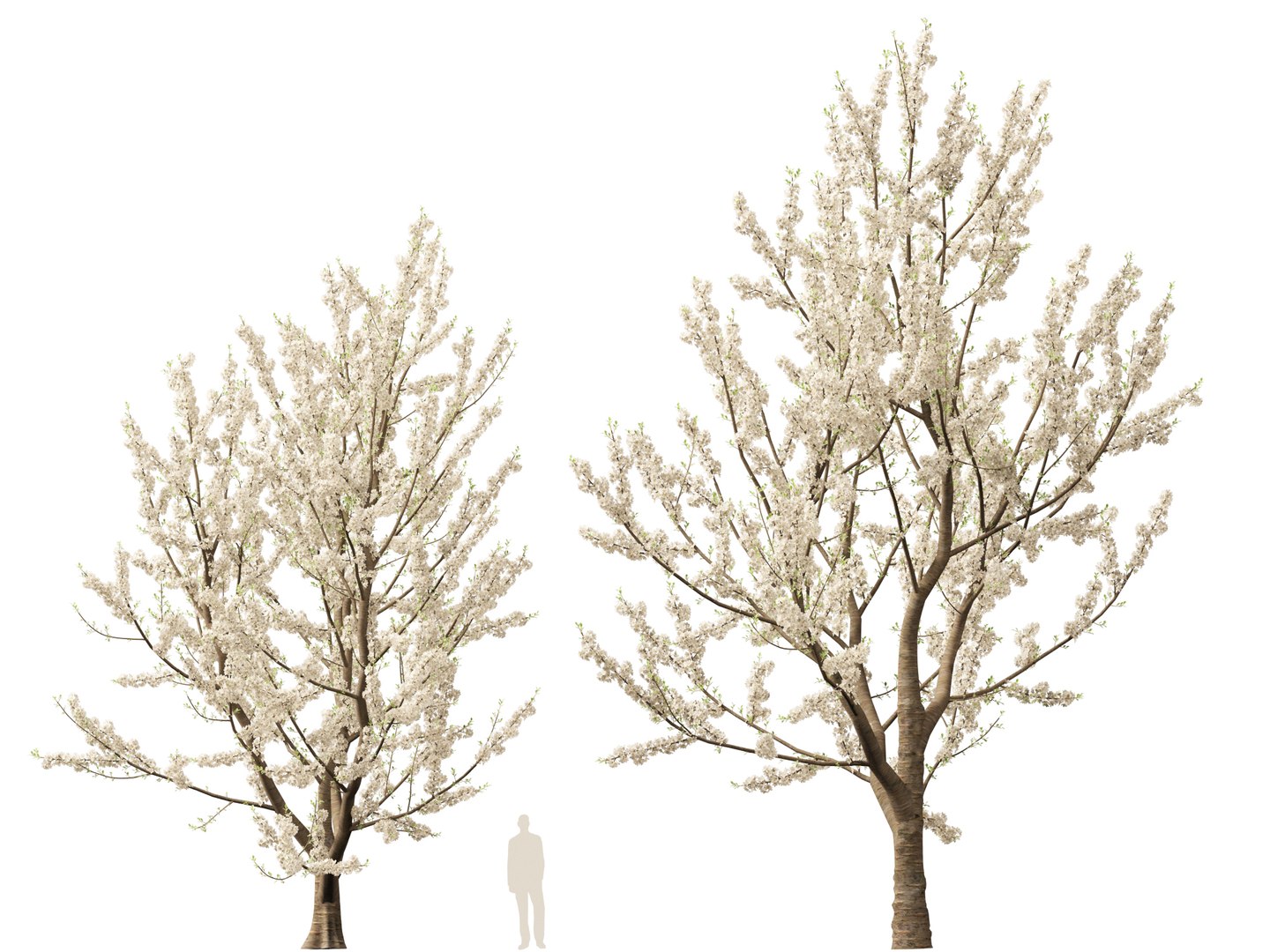 HighpolyLowPoly - Prunus avium - Sweet cherry 3D model https://p.turbosquid.com/ts-thumb/da/qLFRju/B2/prunusavium017/jpg/1782445514/1920x1080/fit_q87/789e501c5c79cfcb4e8ab96bd843b020a042b5ec/prunusavium017.jpg