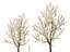 HighpolyLowPoly - Prunus avium - Sweet cherry