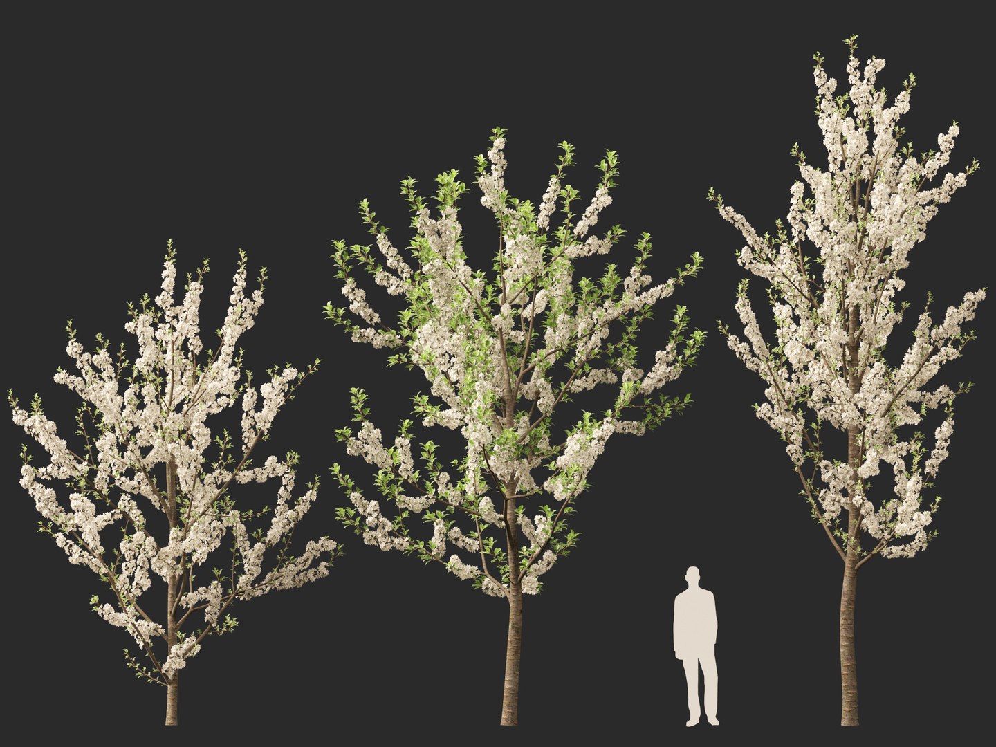 HighpolyLowPoly - Prunus avium - Sweet cherry 3D model https://p.turbosquid.com/ts-thumb/da/qLFRju/GO/prunusavium014/jpg/1782445502/1920x1080/fit_q87/6ce0faffa1969579455b5fe1a82da30425f29727/prunusavium014.jpg