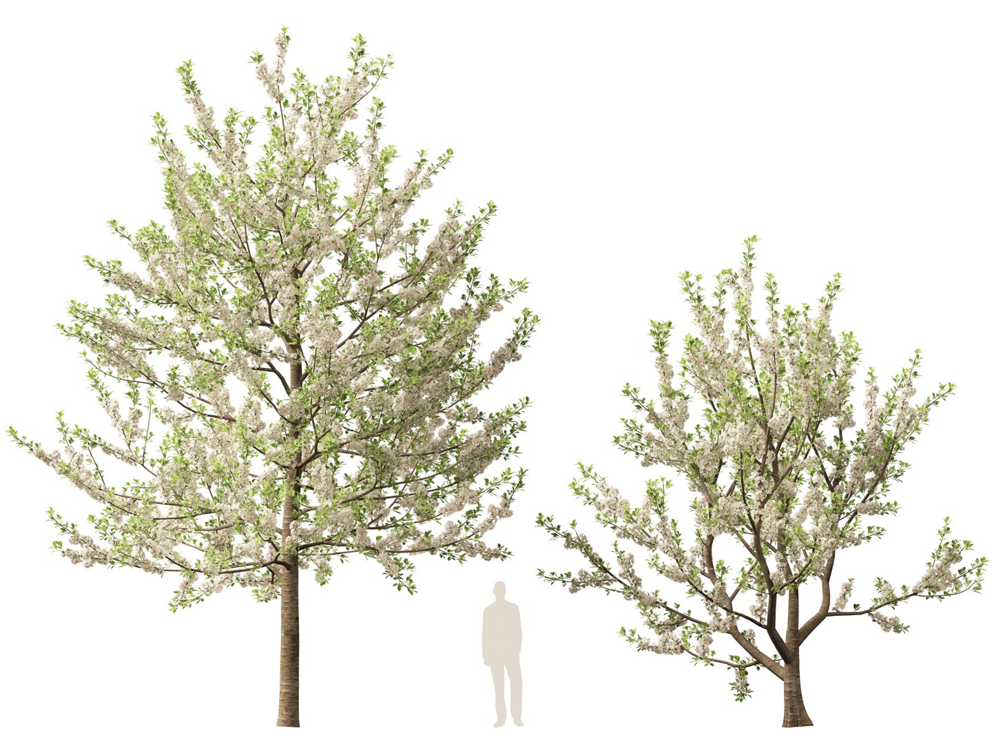 HighpolyLowPoly - Prunus avium - Sweet cherry 3D model https://p.turbosquid.com/ts-thumb/da/qLFRju/LQ/prunusavium015/jpg/1782445513/1920x1080/fit_q87/debd73c262c1f7bd61581f3c4c947f07cb9bcea5/prunusavium015.jpg