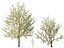 HighpolyLowPoly - Prunus avium - Sweet cherry