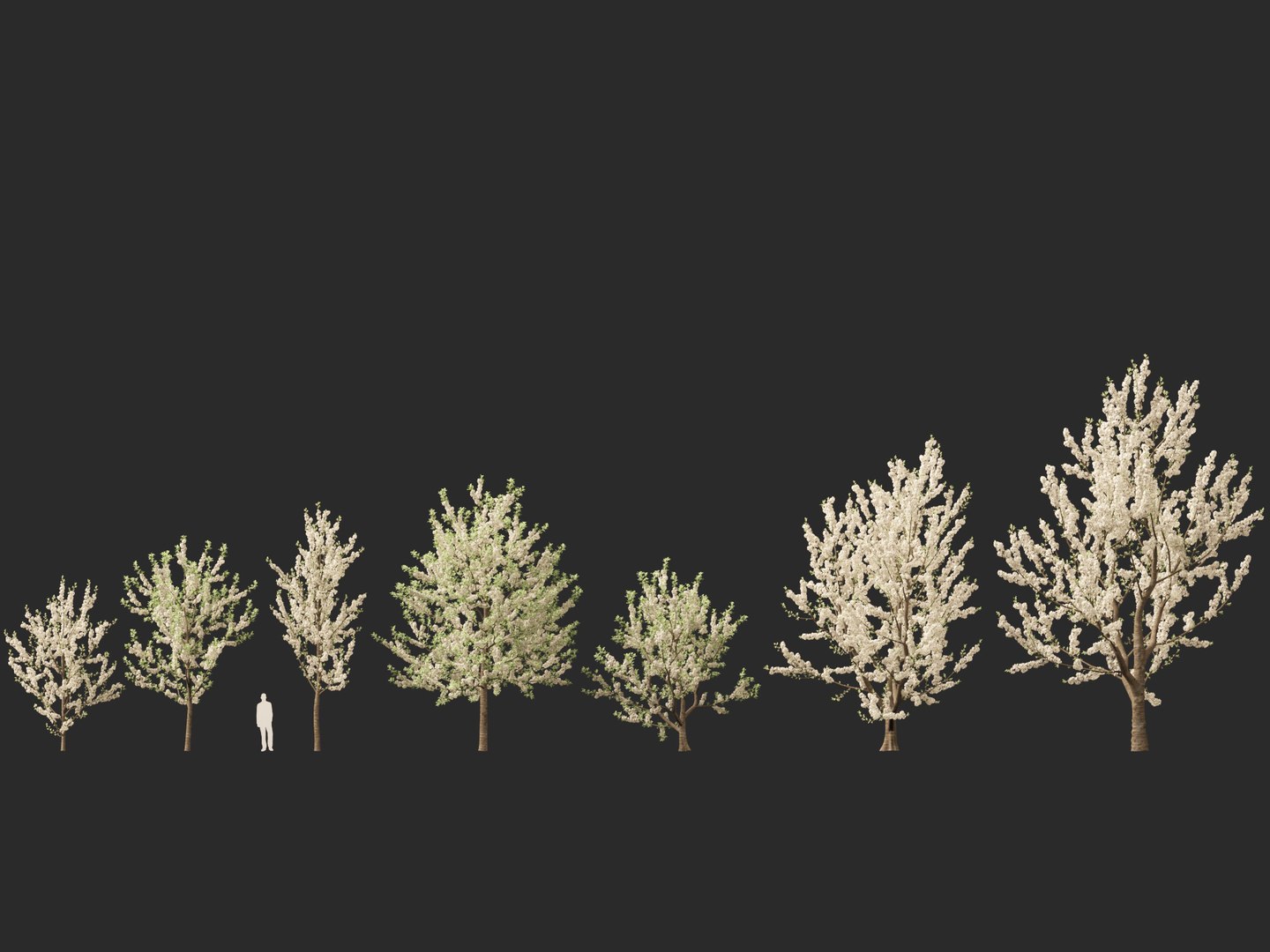 HighpolyLowPoly - Prunus avium - Sweet cherry 3D model https://p.turbosquid.com/ts-thumb/da/qLFRju/lW/prunusavium012/jpg/1782445498/1920x1080/fit_q87/9c12b0e585b2d23875a02a4f54ed6399a2253634/prunusavium012.jpg