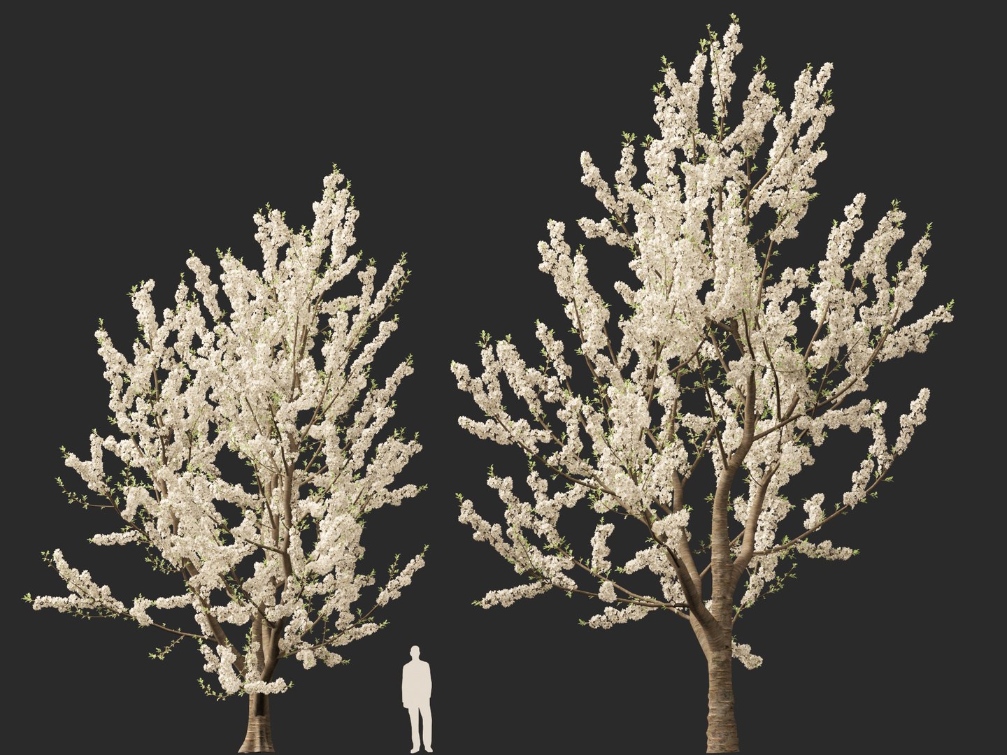 HighpolyLowPoly - Prunus avium - Sweet cherry 3D model https://p.turbosquid.com/ts-thumb/da/qLFRju/s9/prunusavium018/jpg/1782445506/1920x1080/fit_q87/d478be267f8d05020c0638e70c4d58aeb512d90e/prunusavium018.jpg