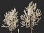 HighpolyLowPoly - Prunus avium - Sweet cherry