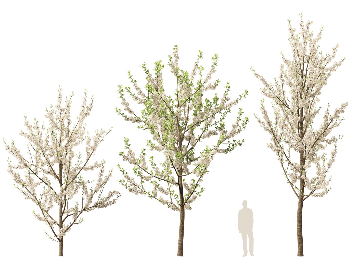 HighpolyLowPoly - Prunus avium - Sweet cherry 3D model https://p.turbosquid.com/ts-thumb/da/qLFRju/xA/prunusavium013/jpg/1782445500/1920x1080/fit_q87/46c7cc8569b88b987b3d726a7e0585cc34340dd9/prunusavium013.jpg