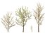 HighpolyLowPoly - Prunus avium - Sweet cherry