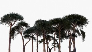 Pinus Pinea - Stone Pine - Full Pack of Ten Low Poly Trees