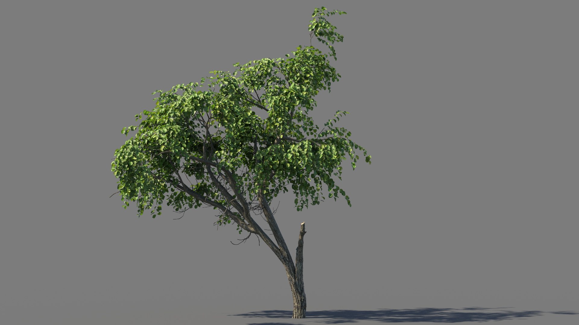 Scanned Apricot Tree 02 model https://p.turbosquid.com/ts-thumb/da/xAH3jQ/AV/tree_01_p04/jpg/1693317189/1920x1080/fit_q87/7a747ad528445ad775ad92e60491bcb37b0097d9/tree_01_p04.jpg