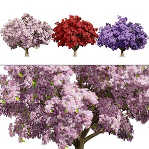 3D 3D Jacaranda Tree