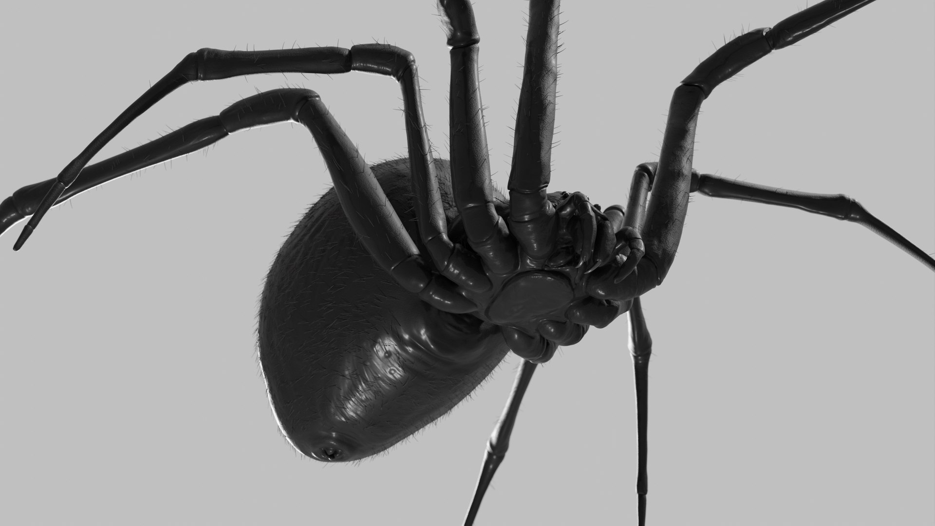 Black widow spider basemesh 3D model https://p.turbosquid.com/ts-thumb/db/1lzeu5/Zw/render_blackwidow_008/png/1674118127/1920x1080/fit_q87/3df436a6e2b37d4105c88e23926a36c850a462e1/render_blackwidow_008.jpg