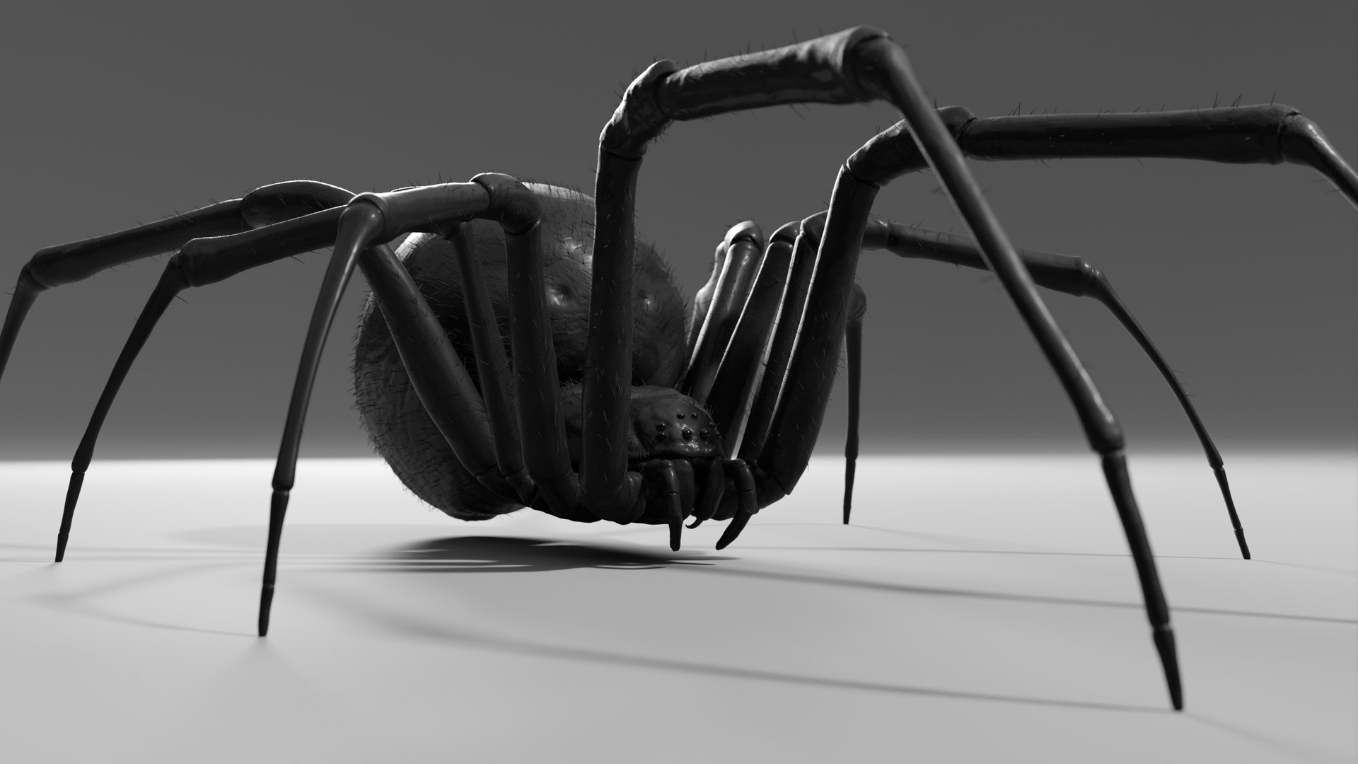 Black widow spider basemesh 3D model https://p.turbosquid.com/ts-thumb/db/1lzeu5/bU/render_blackwidow_004/png/1674118126/1920x1080/fit_q87/e5468e5de97383d8a2ff73ae6dbd89bfd0d92e5f/render_blackwidow_004.jpg