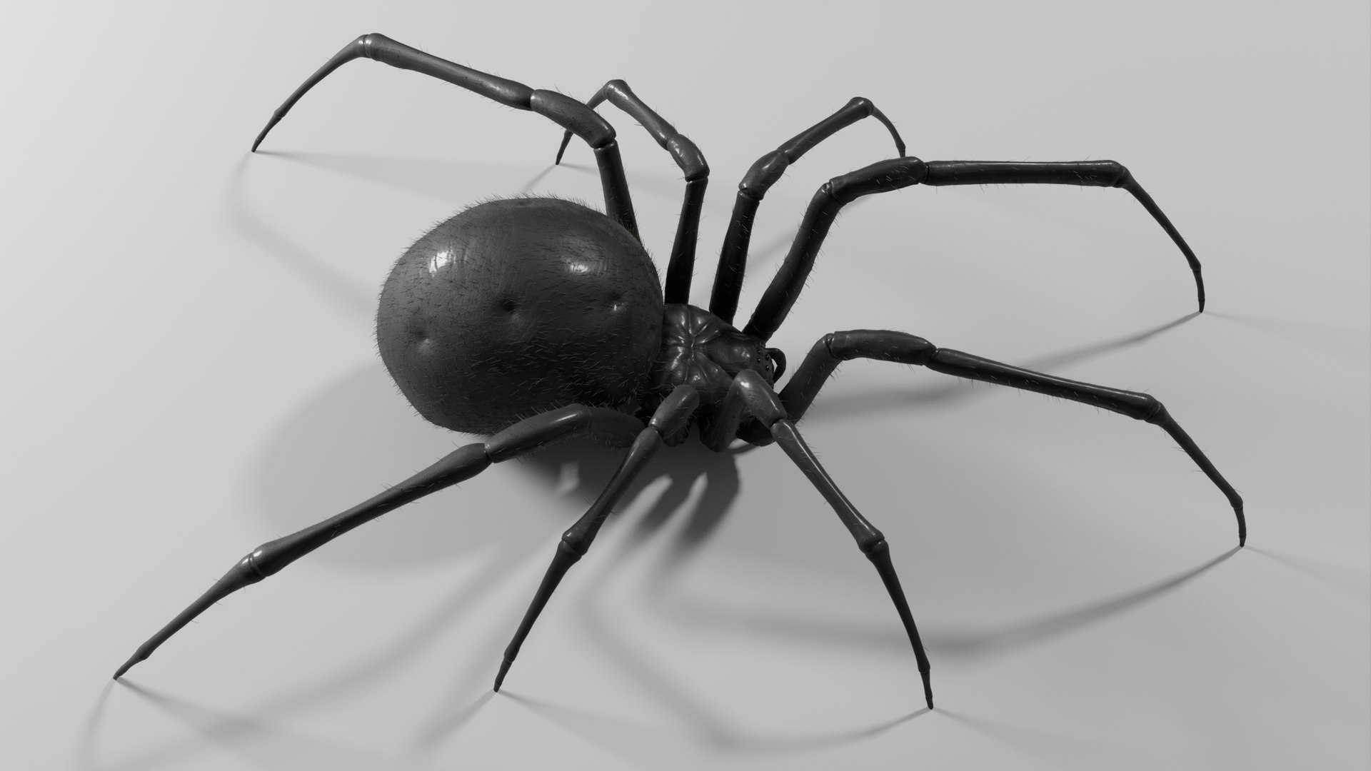 Black widow spider basemesh 3D model https://p.turbosquid.com/ts-thumb/db/1lzeu5/dN/render_blackwidow_006/png/1674118126/1920x1080/fit_q87/91353e140b610d4fdf6336cbafafa8026b3b0687/render_blackwidow_006.jpg