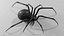 Black widow spider basemesh