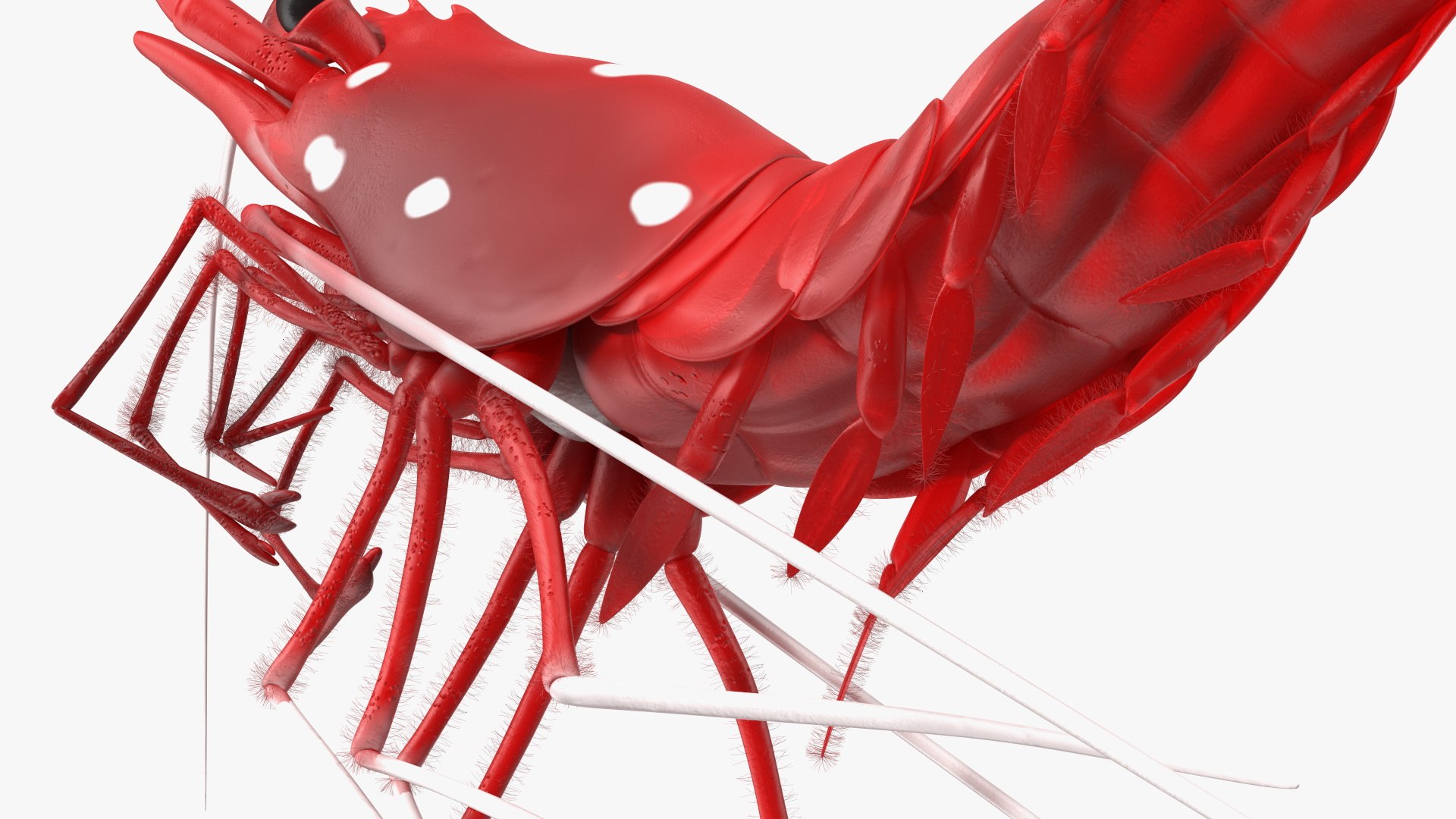 3D model Fire Shrimp Fur https://p.turbosquid.com/ts-thumb/db/36r8qL/2l/fireshrimpfur3dsmodel014/jpg/1680202308/1920x1080/fit_q87/87ff1e009a67d2be9ef936512534c3b78639e840/fireshrimpfur3dsmodel014.jpg