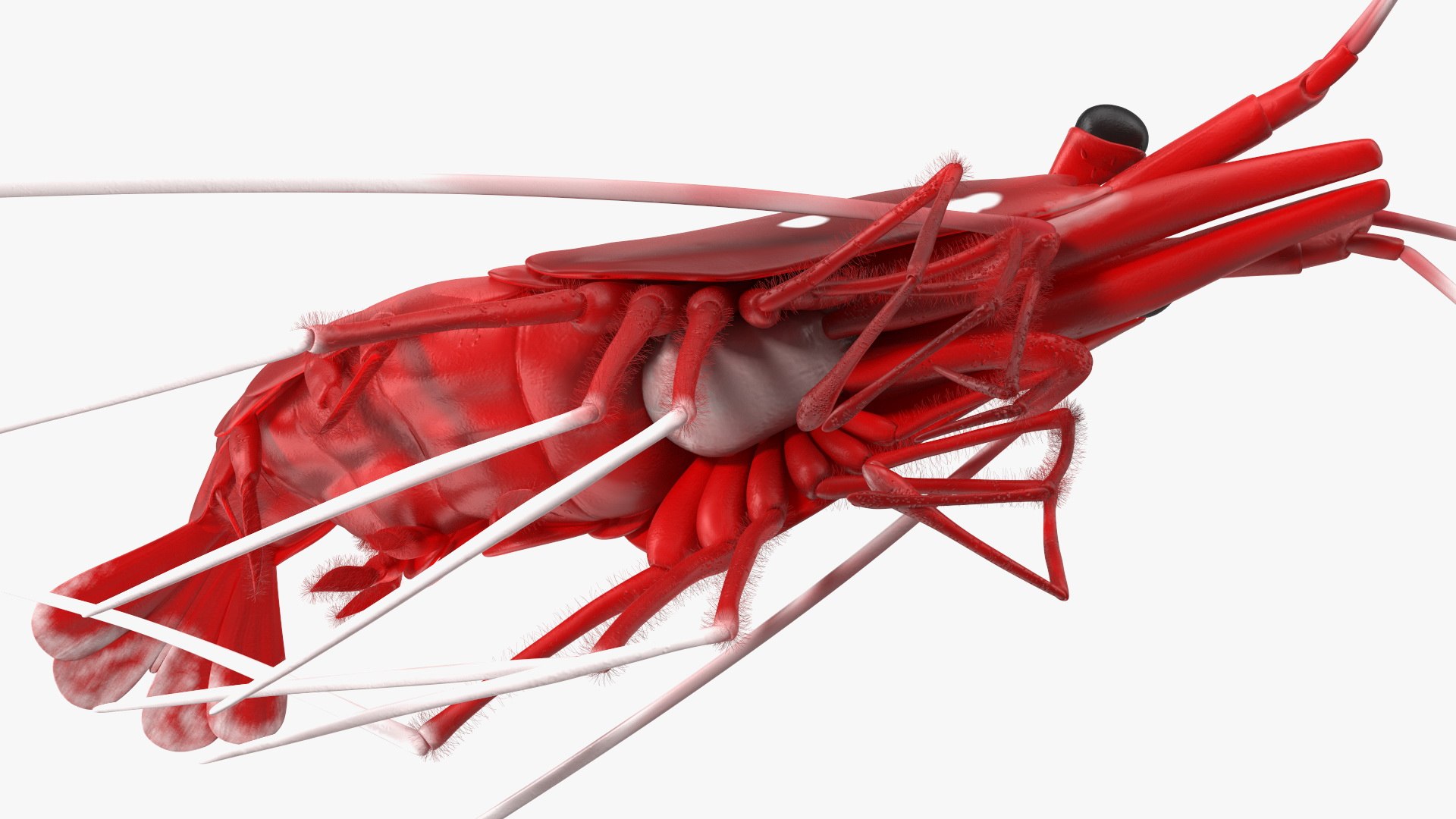 3D model Fire Shrimp Fur https://p.turbosquid.com/ts-thumb/db/36r8qL/9W/fireshrimpfur3dsmodel012/jpg/1680202302/1920x1080/fit_q87/231610be3b37543e1e2d1c146fc94a1e8268034f/fireshrimpfur3dsmodel012.jpg
