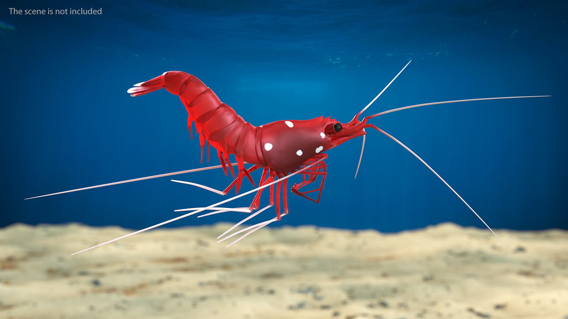 3D model Fire Shrimp Fur https://p.turbosquid.com/ts-thumb/db/36r8qL/Ei/fireshrimpfur3dsmodel003/jpg/1680202275/1920x1080/fit_q87/34d968fc7d80ac268a9e50a5a7eaa648674aa4a7/fireshrimpfur3dsmodel003.jpg