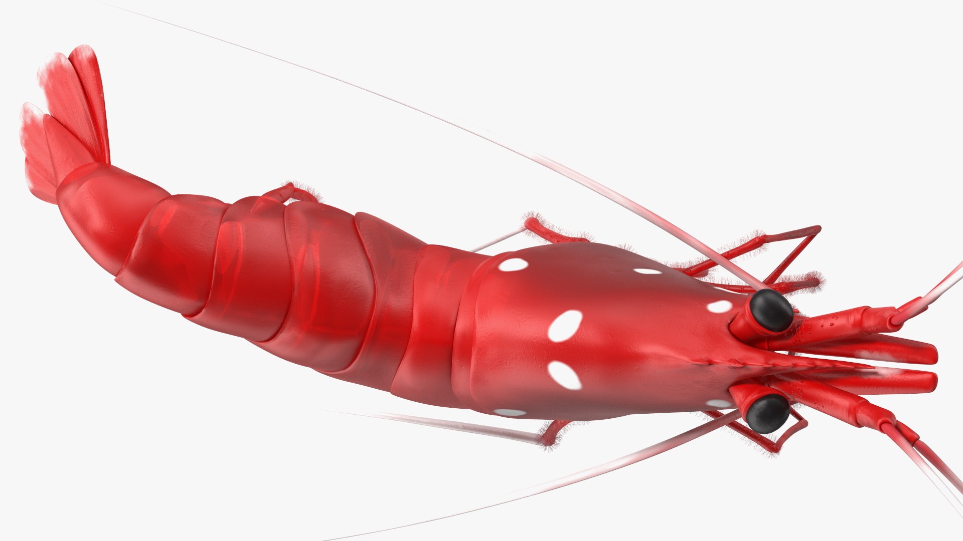 3D model Fire Shrimp Fur https://p.turbosquid.com/ts-thumb/db/36r8qL/JA/fireshrimpfur3dsmodel011/jpg/1680202299/1920x1080/fit_q87/ebea6302c61ce331cab98d151624eaa84ef4dca0/fireshrimpfur3dsmodel011.jpg