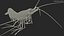 Fire Shrimp Fur