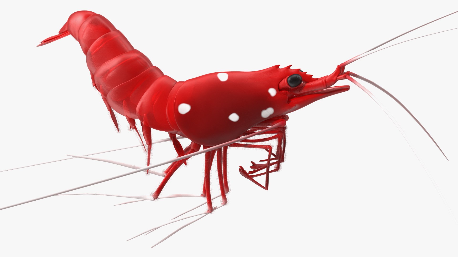 3D model Fire Shrimp Fur https://p.turbosquid.com/ts-thumb/db/36r8qL/SM/fireshrimpfur3dsmodel008/jpg/1680202290/1920x1080/fit_q87/1c6c5e269adfc69308cb74cc0414bd1d37b5cb6f/fireshrimpfur3dsmodel008.jpg