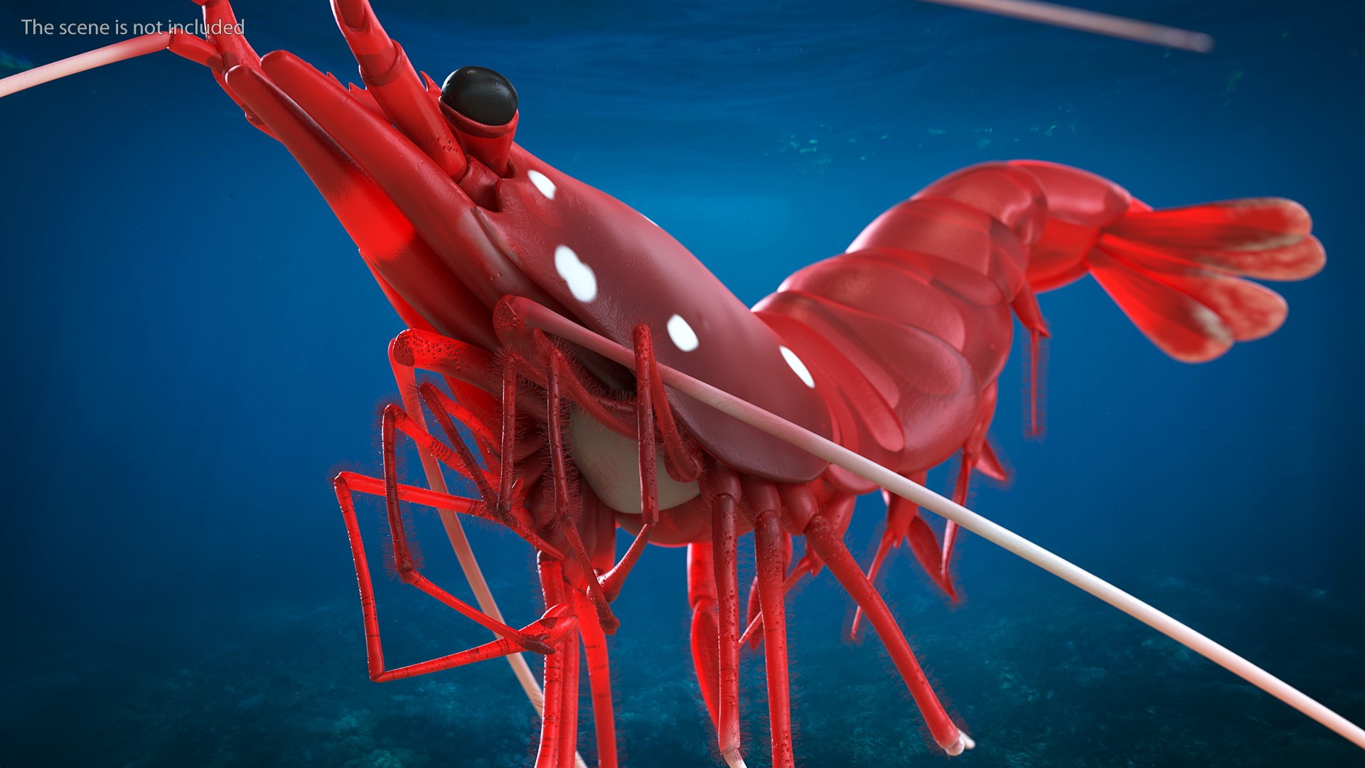 3D model Fire Shrimp Fur https://p.turbosquid.com/ts-thumb/db/36r8qL/VY/fireshrimpfur3dsmodel005/jpg/1680202281/1920x1080/fit_q87/55fe0f9b6702d2cd7700297905b75cab26145632/fireshrimpfur3dsmodel005.jpg