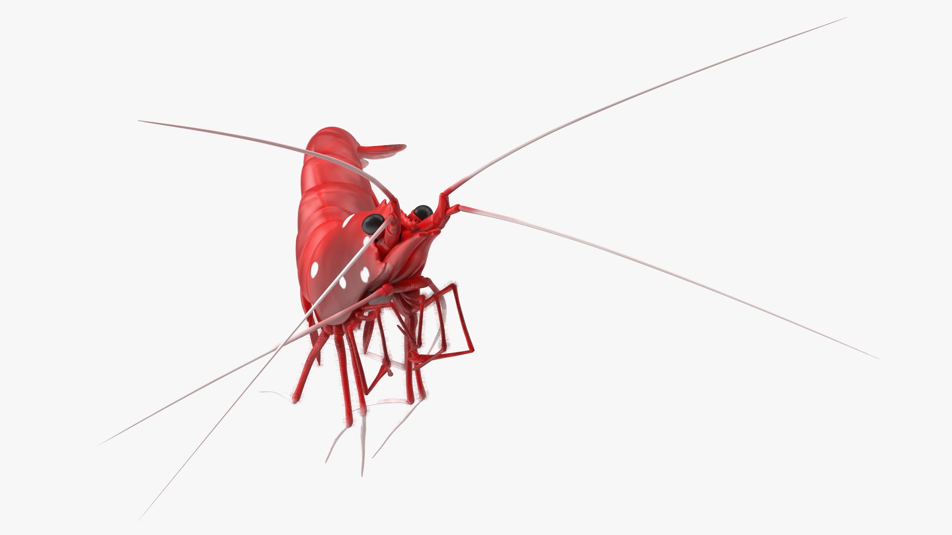 3D model Fire Shrimp Fur https://p.turbosquid.com/ts-thumb/db/36r8qL/Xg/fireshrimpfur3dsmodel007/jpg/1680202287/1920x1080/fit_q87/2ccbc7c345d1b09170cc5a961ffbb5e91f90247d/fireshrimpfur3dsmodel007.jpg