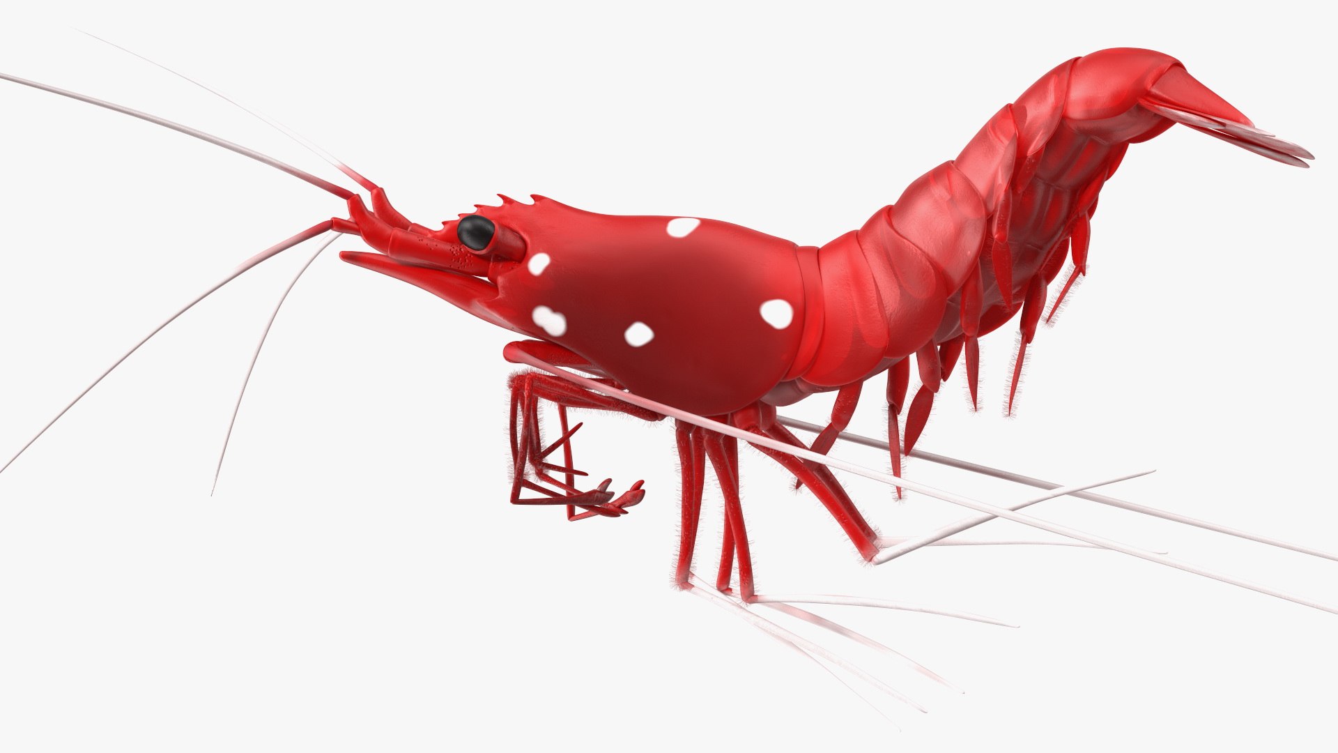 3D model Fire Shrimp Fur https://p.turbosquid.com/ts-thumb/db/36r8qL/Zh/fireshrimpfur3dsmodel010/jpg/1680202296/1920x1080/fit_q87/b174a13ce4e7feaf7d61bb08d4290264ba8ebc03/fireshrimpfur3dsmodel010.jpg