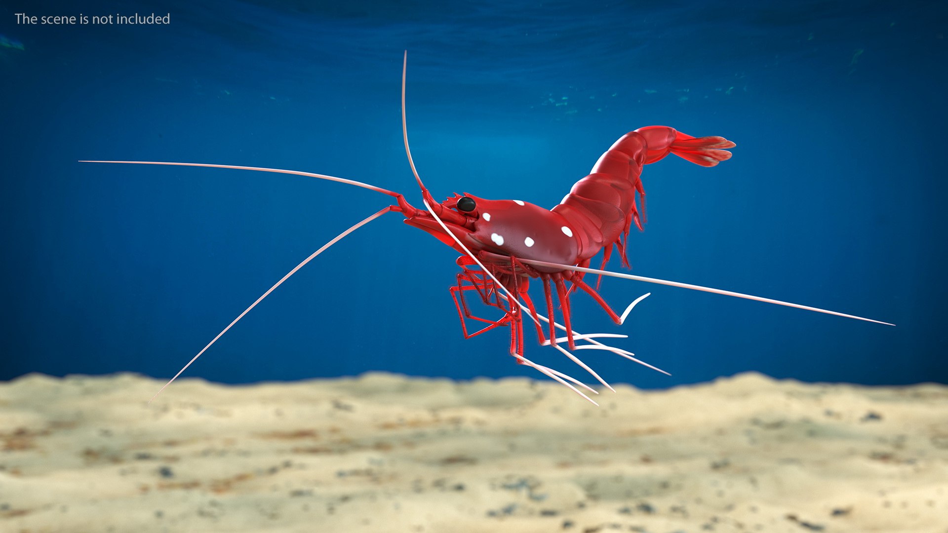 3D model Fire Shrimp Fur https://p.turbosquid.com/ts-thumb/db/36r8qL/f5/fireshrimpfur3dsmodel002/jpg/1680202272/1920x1080/fit_q87/9b83f2f9a54014c8179ee7f7241f9e18c09ef19e/fireshrimpfur3dsmodel002.jpg