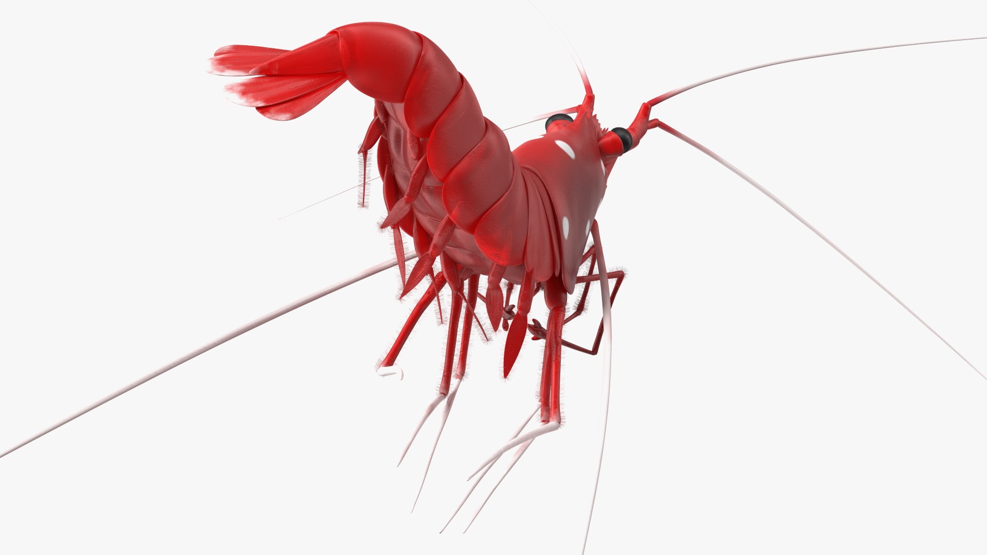 3D model Fire Shrimp Fur https://p.turbosquid.com/ts-thumb/db/36r8qL/hq/fireshrimpfur3dsmodel009/jpg/1680202293/1920x1080/fit_q87/defecd83153169e2053eb77d1641e5a52af9cb39/fireshrimpfur3dsmodel009.jpg
