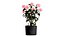 Ativo 3D realista de flores Waratah