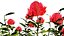 Ativo 3D realista de flores Waratah