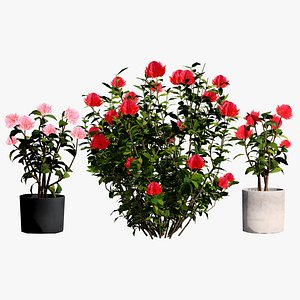 3D Realistic Waratah Flower 3D Asset