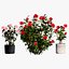 Ativo 3D realista de flores Waratah