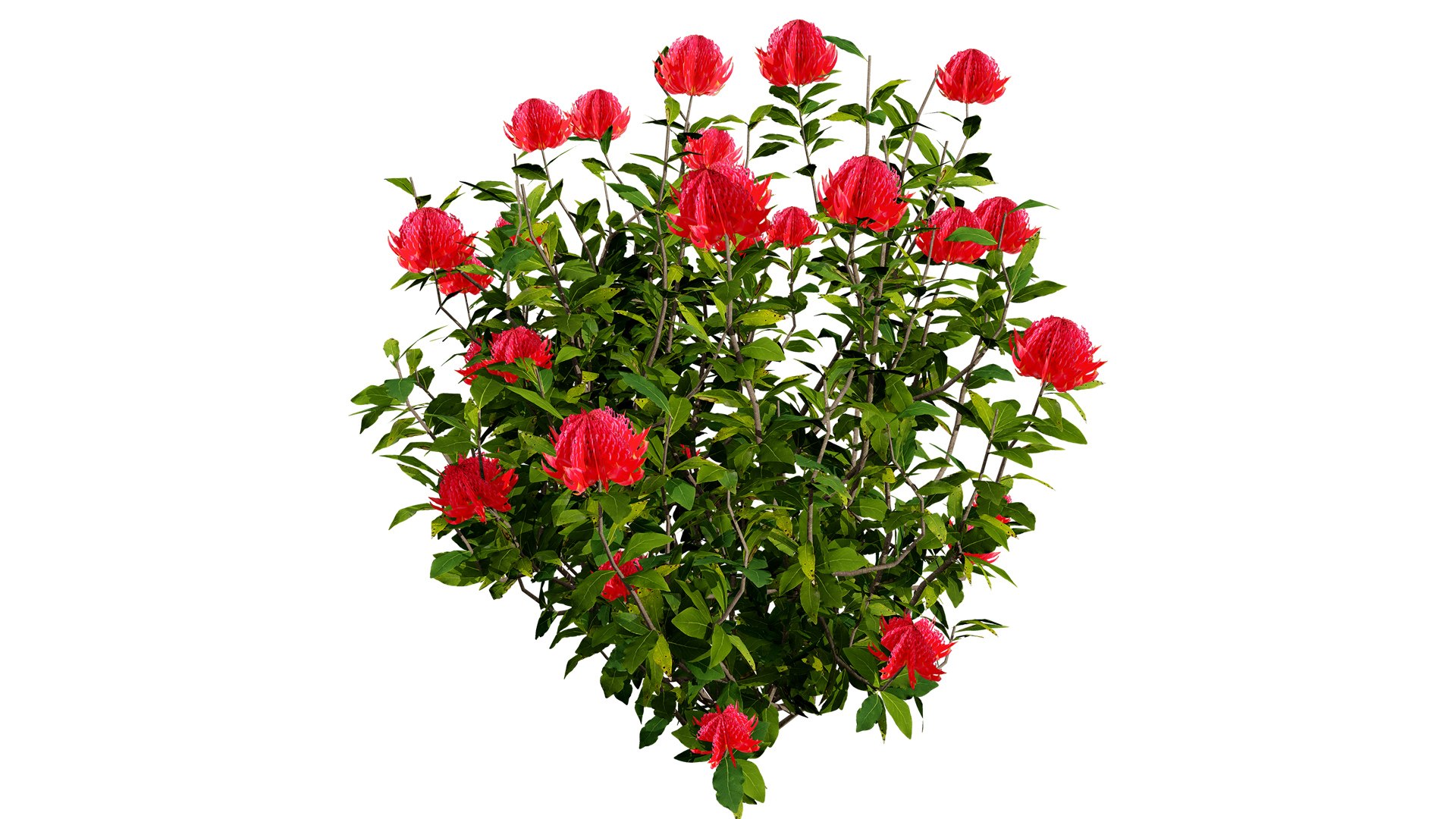 3D Realistic Waratah Flower 3D Asset https://p.turbosquid.com/ts-thumb/db/7vOpZE/C4/1z1l/jpg/1739142078/1920x1080/fit_q87/8499e007936a7ec66c2c416123815b89a10baf8b/1z1l.jpg