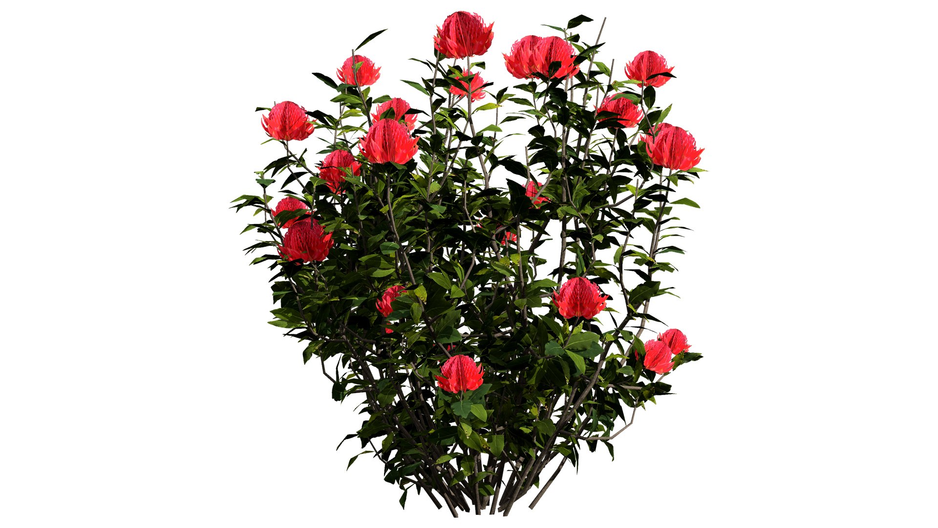 3D Realistic Waratah Flower 3D Asset https://p.turbosquid.com/ts-thumb/db/7vOpZE/bF/1l/jpg/1739142077/1920x1080/fit_q87/bffd9a064e7bab13ece2a0257efdf8a8b65a3ede/1l.jpg