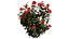 Ativo 3D realista de flores Waratah
