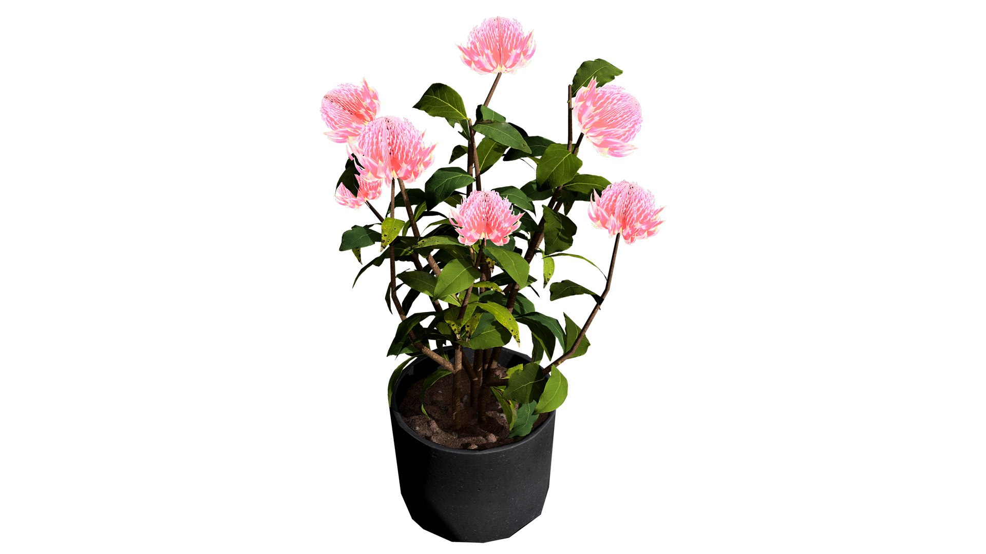 3D Realistic Waratah Flower 3D Asset https://p.turbosquid.com/ts-thumb/db/7vOpZE/ka/3z3l/jpg/1739142079/1920x1080/fit_q87/7202840bd5e7c18e83950cd2d401efd9d26a66ab/3z3l.jpg